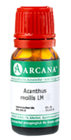 ACANTHUS mollis LM 15 Dilution