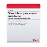 GLANDULA SUPRARENALIS suis Injeel Ampullen